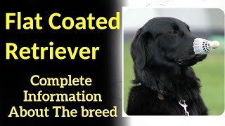 Flat Coated Retriever Pros and Cons Price How to choose Facts Care History [upl. by Sasnett]