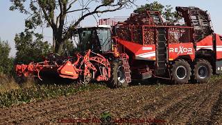 Grimme Rexor 6300  Zuckerrübenernte  Harvesting Sugar Beets 2024 pt1 [upl. by Serles]