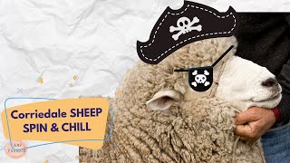 Spin amp Chill Corriedale Sheep [upl. by Neelyar]