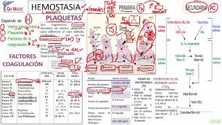 Hemostasia Fisiológica [upl. by Ttenneb695]