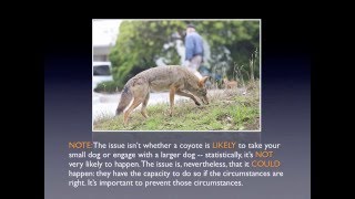 Coyotes As Neighbors What to Know and Do by CoyoteCoexistenceCom [upl. by Domenic]