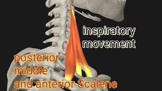 inspiratory movementPosterior middle and anterior Scalene muscle [upl. by Inalej]