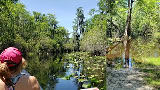 Okefenokee Swamp [upl. by Eob]