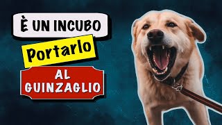 Cane che tira al guinzaglio 5 errori da non fare [upl. by Aciras]