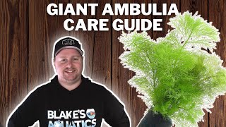 Giant Ambulia Care Guide  How to Grow Propagate and Care for Limnophila Aquatica [upl. by Sato907]