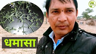 धमासा ओषधि की पहचान फायदे और उपयोग Uses and Benefits of Dhamasa in Hindi [upl. by Dante]