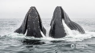 Humpback Whales Lunge Feeding In Monterey Bay [upl. by Isabelle240]