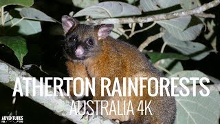 Atherton Tablelands Rainforest Tour at Night in Australia 4K [upl. by Rheta]