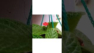 Episcia cupreatagardeningindoorplantsshortsshortsfeedshortvideotrendingviralshortshort [upl. by Lais]