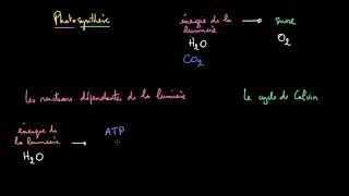 Les étapes de la photosynthèse [upl. by Verity]