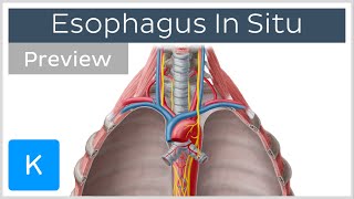 Esophagus location and function preview  Human Anatomy  Kenhub [upl. by Elaen168]