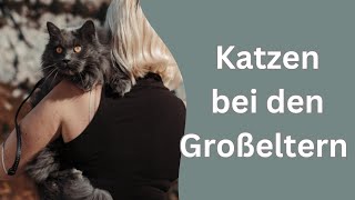 Reise zu den Großeltern alles schief gelaufen Katzen sind nur bei Pausen abgeschnallt [upl. by Hgielar]