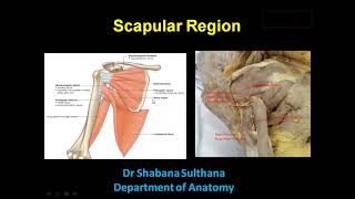 scapular region Intermuscular spaces Dr Shabana Anatomy upper limb lectures [upl. by Llertnov]