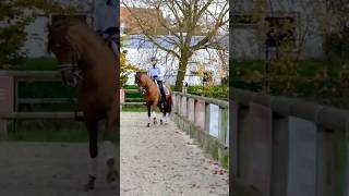 Meilleur exercice pour votre cheval 🐎 horse cheval [upl. by Westmoreland]