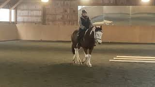 Comanche 9 yo 15hh tri colored ClydesdaleQH gelding [upl. by Nerual]