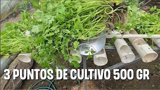 Cuantos puntos de CILANTRO hacen una libra en hidroponia [upl. by Fulvi600]