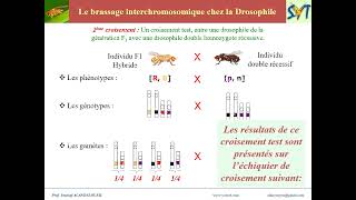 Le brassage interchromosomique chez la Drosophile [upl. by Asiluy521]