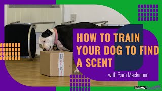 How to train your dog to find a scent [upl. by Naejamron]