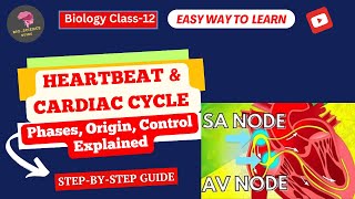 Heartbeat amp Cardiac Cycle  Phases Origin Control Explained🌬️BioScience Guide📚 [upl. by Anelhtac]