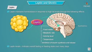 Leptin and Ghrelin hormones mechanism of action  Physiology  USMLE Step 1 [upl. by Rekyr]