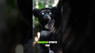 Why Lemurs Can Be Only Found In Madagascar [upl. by Ruon]