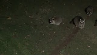 Sat 02 Nov 24 Extreme Cold few raccoons [upl. by Notle984]