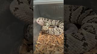 😱 Crotalus scutulatus snake ka dahad suno 🐍wildlife snake youtubeshorts viralshorts [upl. by Veradia519]