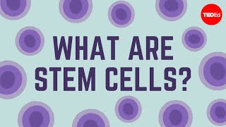 What are stem cells  Craig A Kohn [upl. by Cyndi]