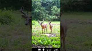 Ready to bolt deerseason2024 pineylife deer [upl. by Haerb]