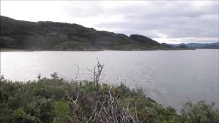 Steamer Duck steaming  Dampfschiffente Beagle Channel Feuerland [upl. by Kir]