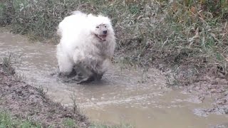 Aspen the Samoyed Bath Day [upl. by Sheng]