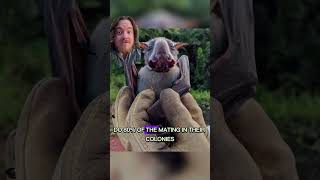 Weird Wildlife Hammerheaded Bat youtubeshorts [upl. by Araek]