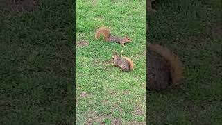 Fox Squirrel Mating Ritual [upl. by Silvana924]