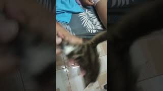 Pusang gala reels automobile shortvideo videos [upl. by Nnylyaj]