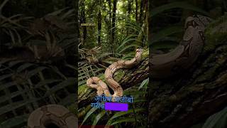 Amazon Rainforest sciencefacts​ facts​ shorts​ shortvideo Most Dangerous And Forest In The World [upl. by Yllime]