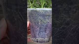 How to propagate verbena bonariensis [upl. by Cranston]