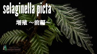 Selaginella picta  セラギネラ ピクタ 増殖 〜前編〜 [upl. by Adnilram49]