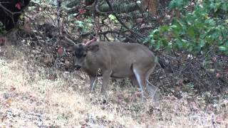 Deer shedding off antler velvet wire on fence 7 20 2014 part 2 [upl. by Lyndell996]