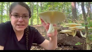 How to ID veiled oyster mushrooms Pleurotus levis [upl. by Liuka]