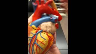 Ductus Arteriosus Fossa Ovalis and Foramen Ovale  Heart Model [upl. by Searle]