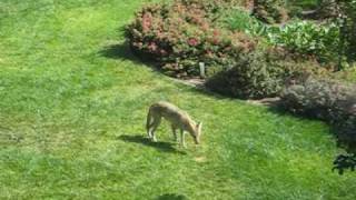 Coyote in suburban backyard [upl. by Nycila87]