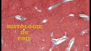 Histologie du foie [upl. by Aleunam]