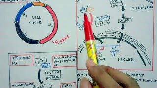 Role of pRB in cell cycle control [upl. by Acinat]