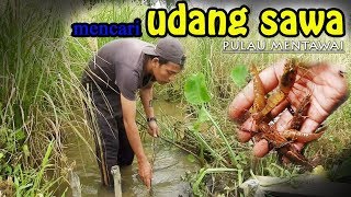 cara mudah menangkap udang dengan tangguk [upl. by Arriaes]