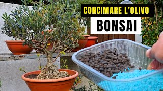 Come Concimare Il BONSAI Di OLIVO [upl. by Manthei949]