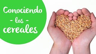 Cereales Cuáles son dónde se encuentran cuáles deberías consumir y por qué [upl. by Auqinat387]