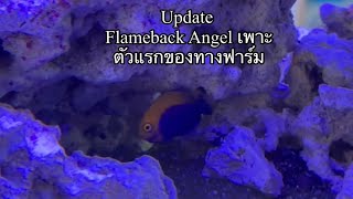 Flameback Angel Tank Raised [upl. by Ahseyi]