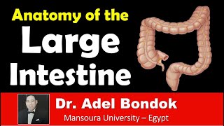 Anatomy of the Large Intestine Dr Adel Bondok [upl. by Ecnarual]