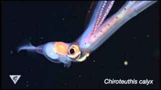 Hiding in Plain Sight Mimicry in a Juvenile DeepSea Squid [upl. by Ahsitel]