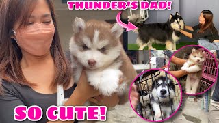 Are We Getting A New Puppy  Kennel Visit  Husky Pack TV [upl. by Tartaglia]